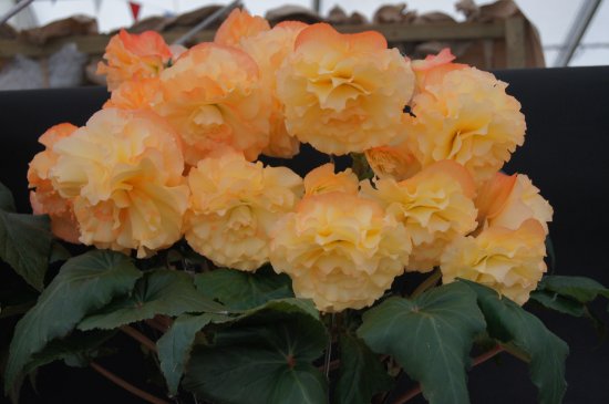 B. ‘Beryl Rhodes’
